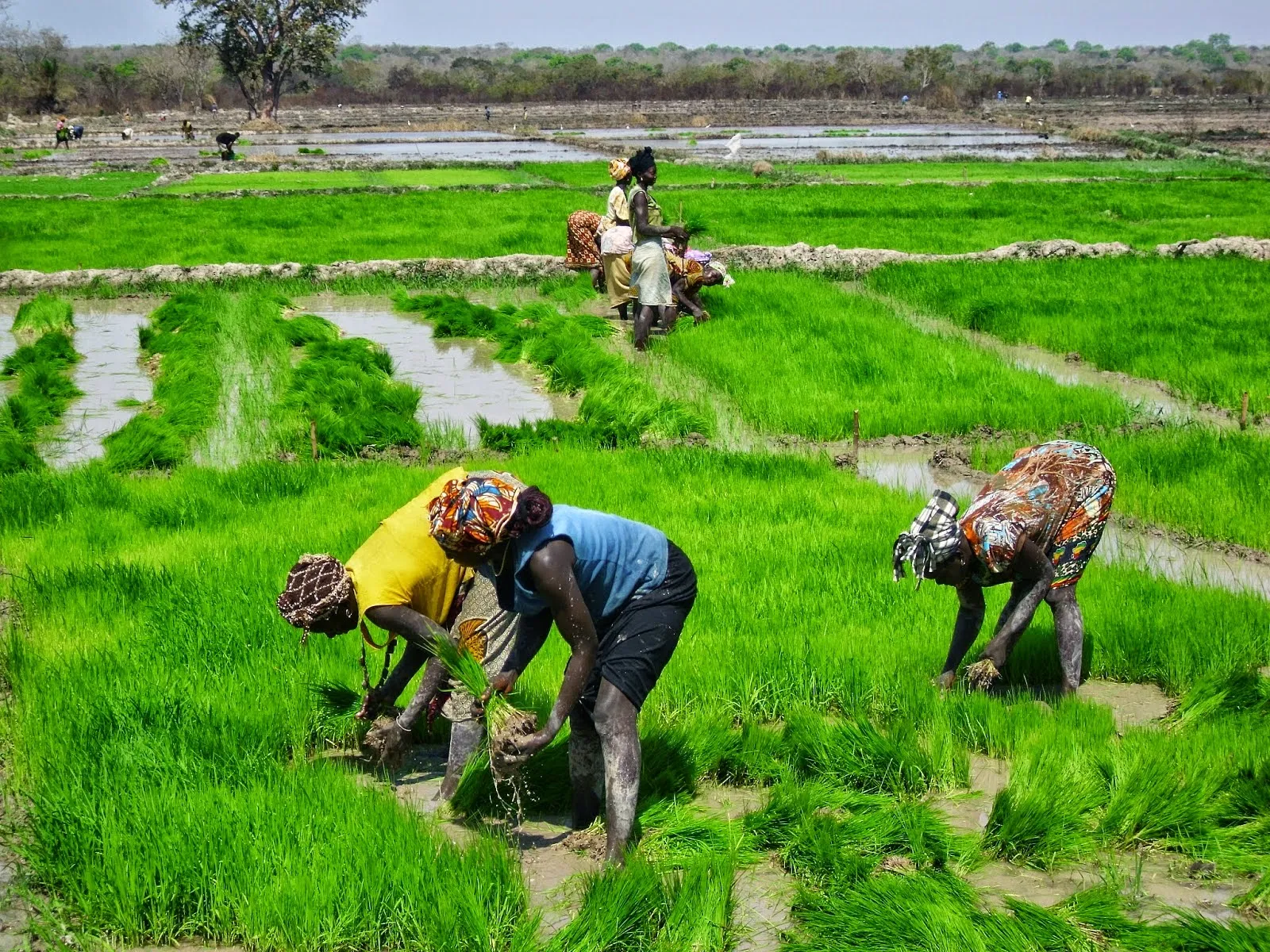 Guiné Bissau quer combater a fome com ajuda de brasileiros