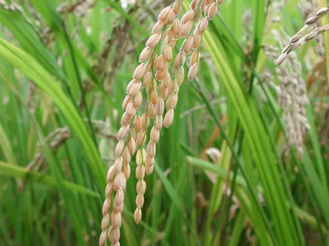 Moçambique não quer importar alimentos produzidos no país