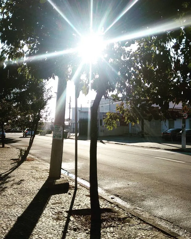 Um pé de sol
